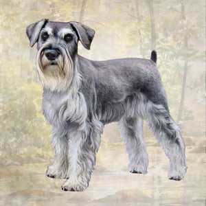 Schnauzer Uncropped Square Coaster