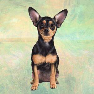 Chihuahua Black Square Coaster
