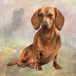 Dachshund Red Square Coaster