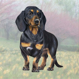 Dachshund black and tan Square Coaster