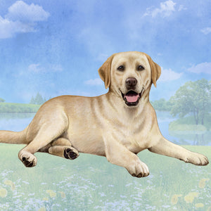 Labrador Yellow Square Coaster