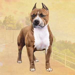 Pit Bull Brindle Square Coaster
