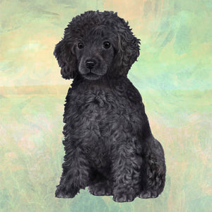 Poodle Black Square Coaster