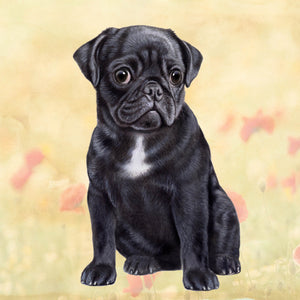 Pug Black Square Coaster