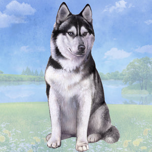 Siberian Husky Square Coaster