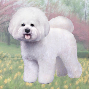 Bichon Frise Square Coaster