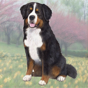 Bernese Mt. Dog Square Coaster