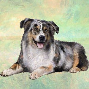 Australian Shepherd Square Coaster