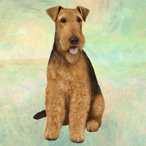 Airedale Square Coaster