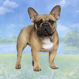 French Bulldog Square Coaster