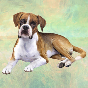 Boxer Uncropped Square Coaster