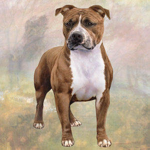 Pit Bull Square Coaster