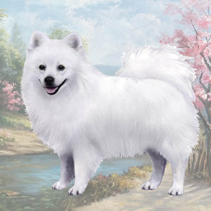 American Eskimo Square Coaster