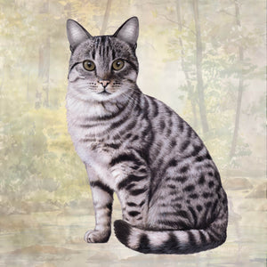 Silver Tabby Square Coaster